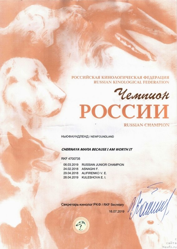 Фото: ньюфаундленд Chernaya Mafia Because I Am Worth It (Черная Мафия Бекаусе И Ам Вортх Ит)