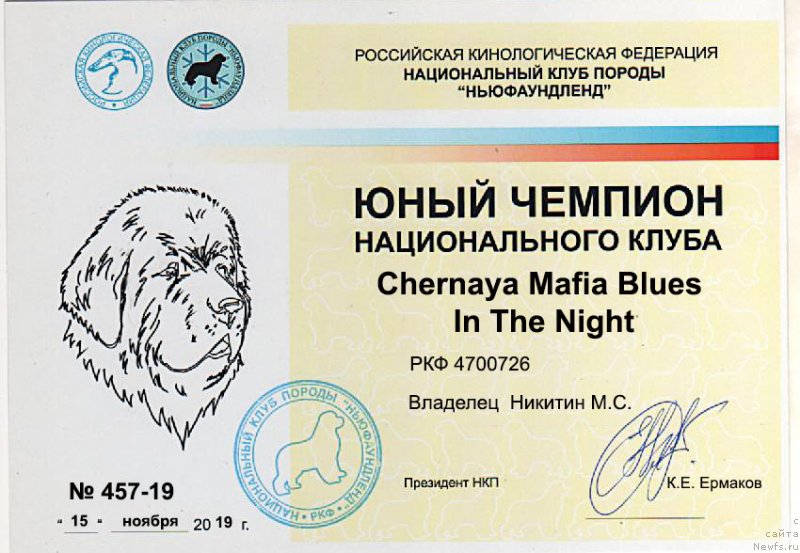Фото: ньюфаундленд Chernaya Mafia Blues In The Night (Черная Мафия Блуес Ин Тхе Нигхт)