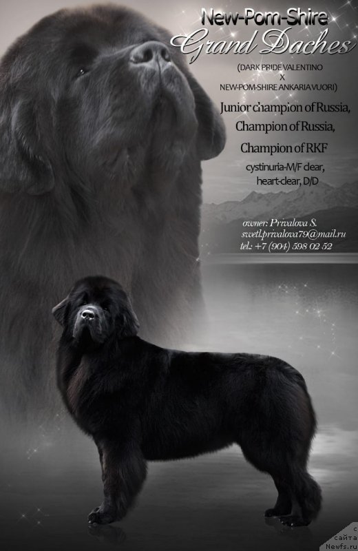 Фото: ньюфаундленд N'yu-Pom-SHir Gryend Daches (Нью-Пом-Шир Грэнд Дачес)