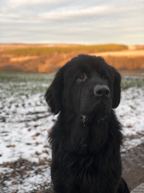 Фото: ньюфаундленд Eho Moskvy s Berega Dona (Эхо Москвы с Берега Дона)