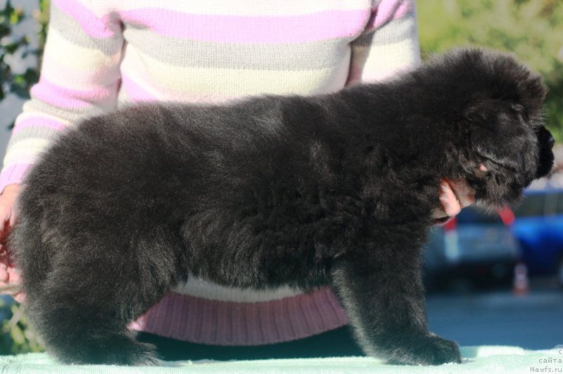 Фото: ньюфаундленд Velyke Malyatko Ljova iz Odesy
