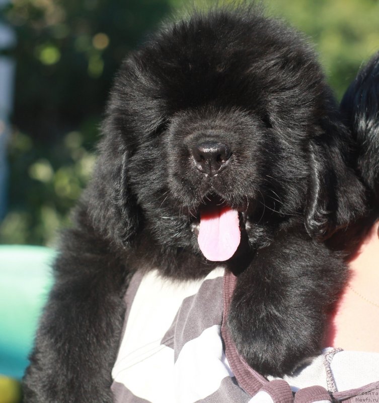 Фото: ньюфаундленд Velyke Malyatko Ljova iz Odesy