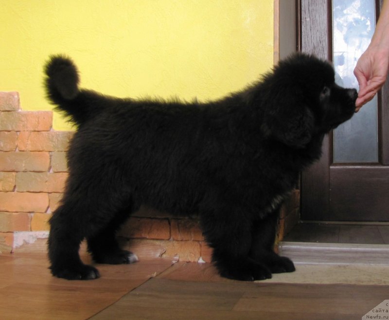 Фото: ньюфаундленд Velyke Malyatko Lyubava Afanas'evna Chernomors'ka