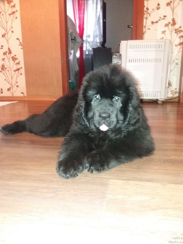Фото: ньюфаундленд Velyke Malyatko Lyubava Afanas'evna Chernomors'ka