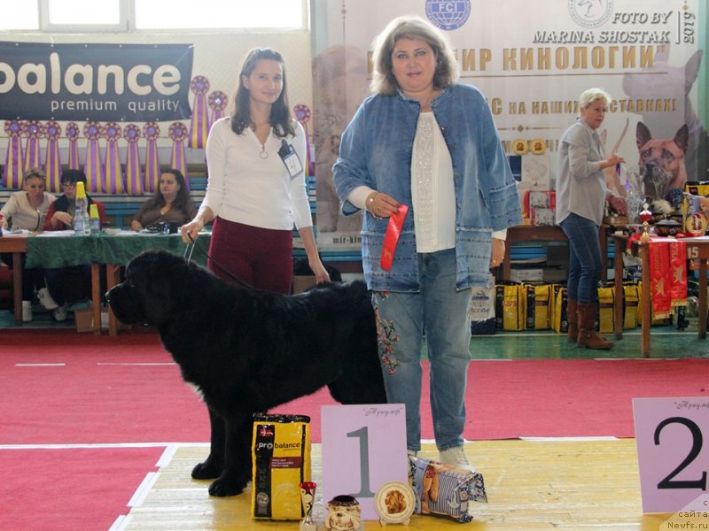 Фото: ньюфаундленд Cherniy Balu Lord-Kantsler (Черный Балу Лорд-Канцлер)