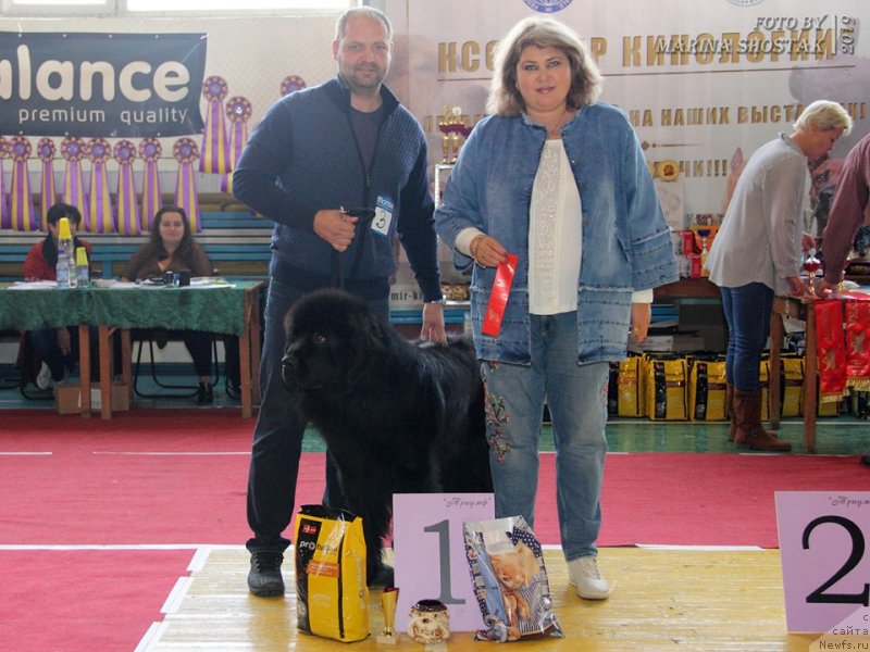 Фото: ньюфаундленд Nestor Mudryiy Toptyishka (Нестор Мудрый Топтышка)