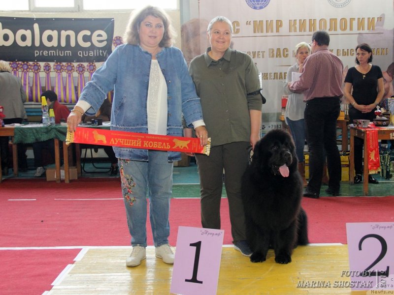 Фото: ньюфаундленд Inviting Look of Love (Инвайтинг Лук оф Лав)