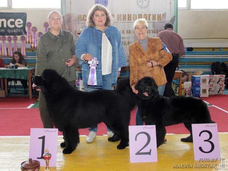 Фото: ньюфаундленд Inviting Look of Love (Инвайтинг Лук оф Лав), ньюфаундленд Cherniy Balu Miroslava (Черный Балу Мирослава)