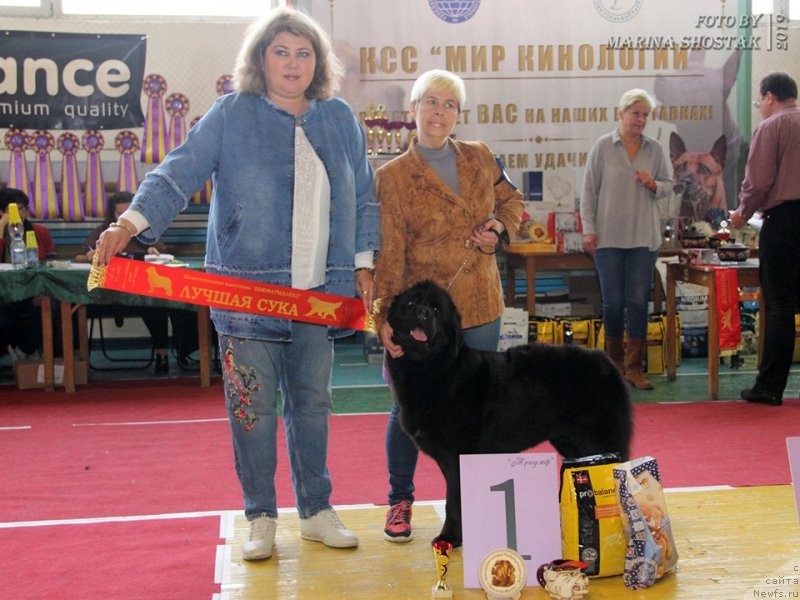 Фото: ньюфаундленд Cherniy Balu Miroslava (Черный Балу Мирослава)