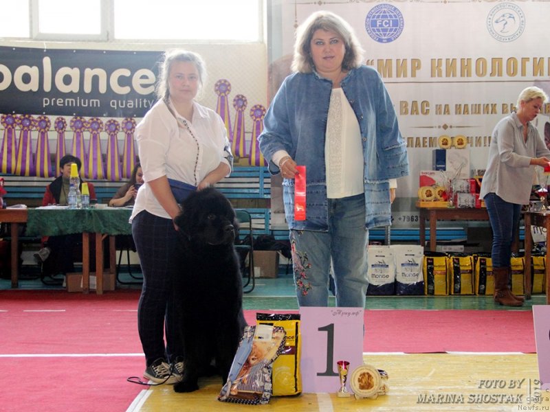 Фото: ньюфаундленд Eseniya Styuart (Есения Стюарт)