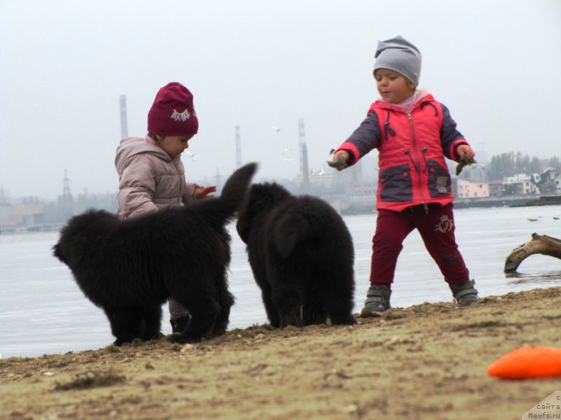 Фото: ньюфаундленд Velyke Malyatko Lyusya Zolota Lapka, ньюфаундленд Velyke Malyatko Ljova iz Odesy