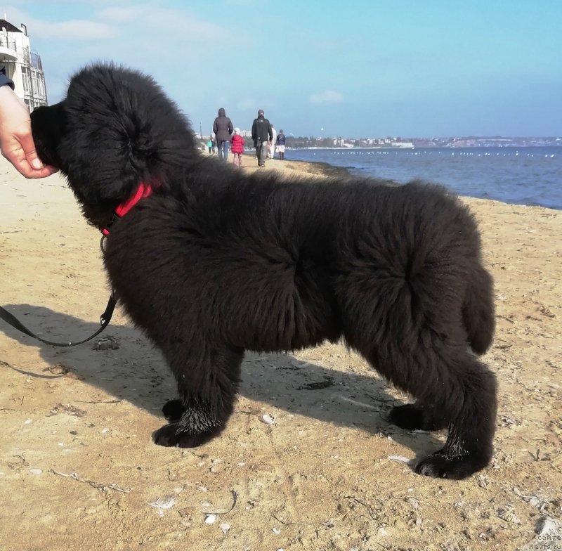 Фото: ньюфаундленд Velyke Malyatko Lyusya Zolota Lapka