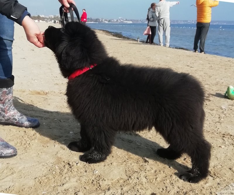 Фото: ньюфаундленд Velyke Malyatko Lyusya Zolota Lapka