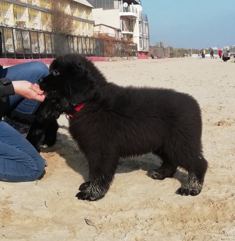 Фото: ньюфаундленд Velyke Malyatko Lyusya Zolota Lapka