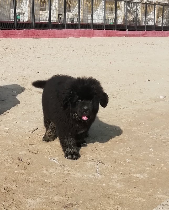 Фото: ньюфаундленд Velyke Malyatko Lyusya Zolota Lapka