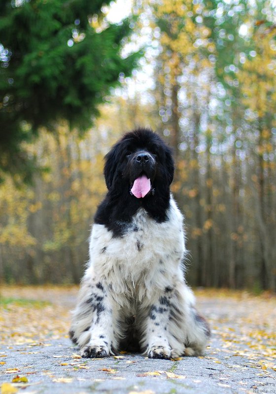 Фото: ньюфаундленд Fluffy Avalancn Small Star Will Outshine All (Флюфи Аваланч Смалл Стар Вилл Оутшине Алл)