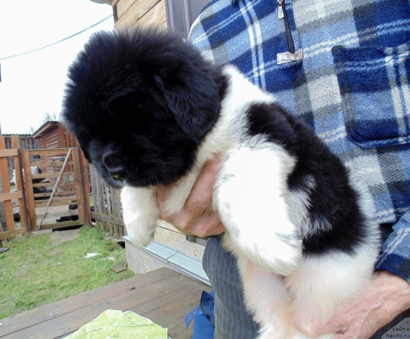 Фото: ньюфаундленд Stepnaya Pal'mira Edinstvennyiy Moy (Степная Пальмира Единственный Мой)