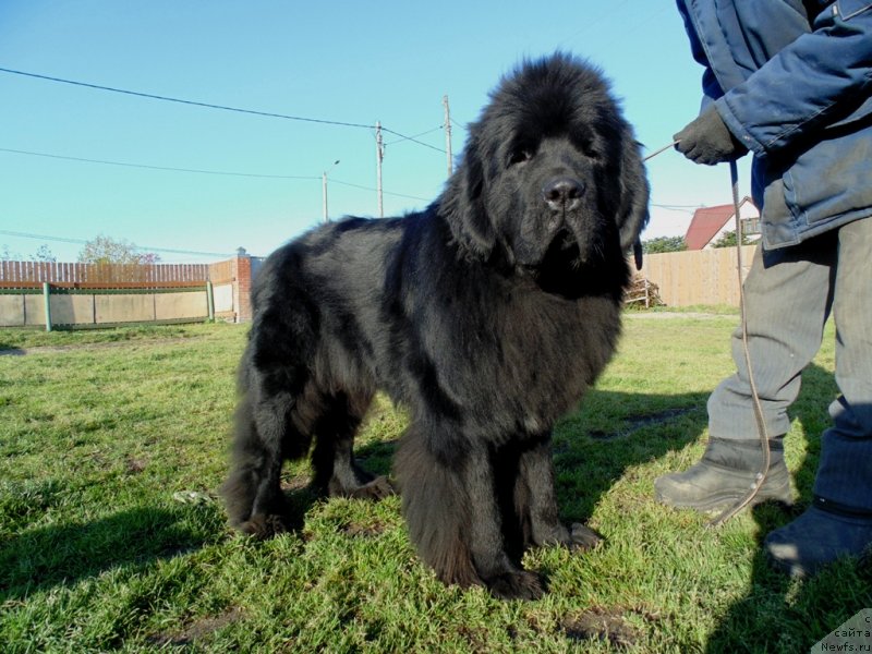 Фото: ньюфаундленд Nao Del' Trato Djonni Dep (Нао Дель Трато Джонни Деп)