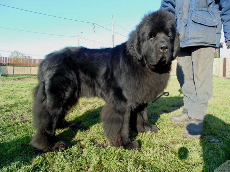 Фото: ньюфаундленд Nao Del' Trato Djonni Dep (Нао Дель Трато Джонни Деп)