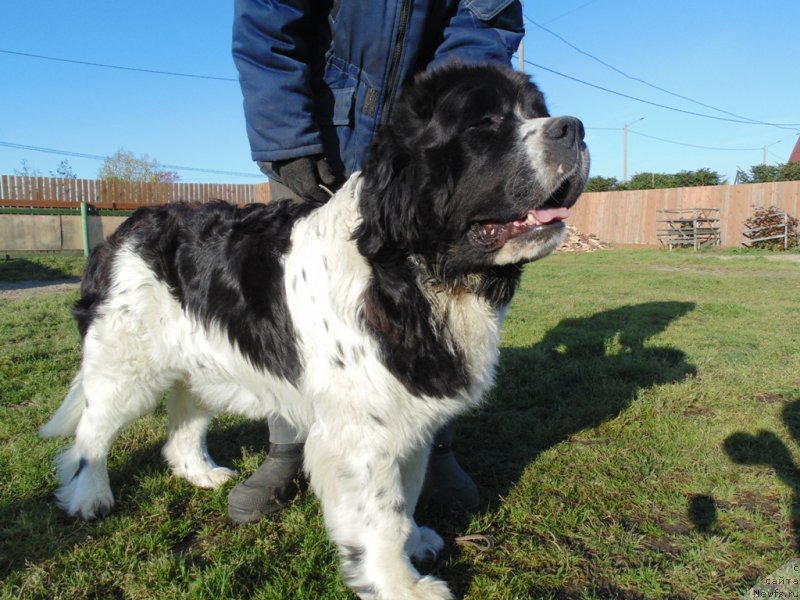 Фото: ньюфаундленд Baffi ot Karel'skih Medvedey (Баффи от Карельских Медведей)
