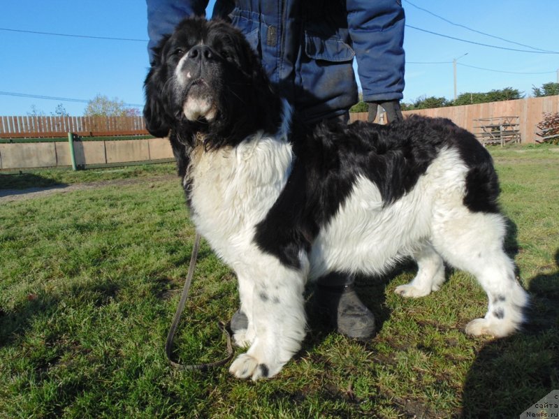 Фото: ньюфаундленд Baffi ot Karel'skih Medvedey (Баффи от Карельских Медведей)