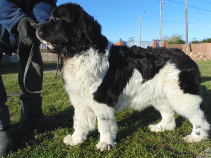 Фото: ньюфаундленд Baffi ot Karel'skih Medvedey (Баффи от Карельских Медведей)