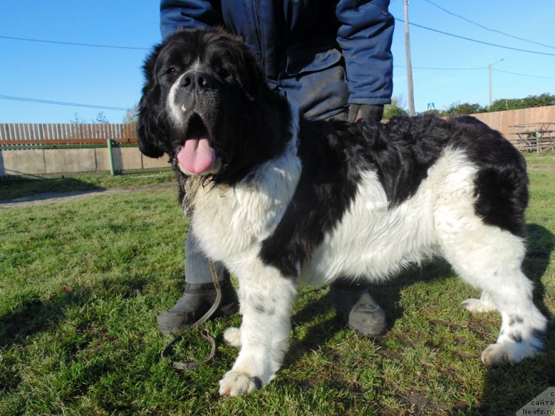 Фото: ньюфаундленд Baffi ot Karel'skih Medvedey (Баффи от Карельских Медведей)