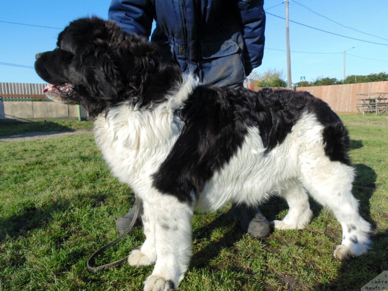 Фото: ньюфаундленд Baffi ot Karel'skih Medvedey (Баффи от Карельских Медведей)