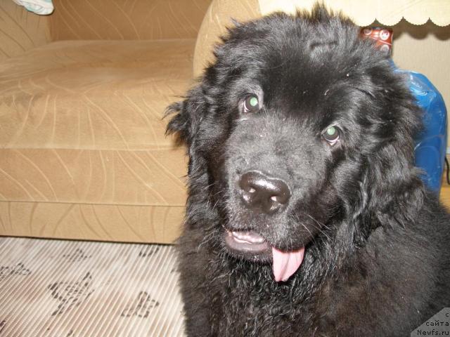 Фото: ньюфаундленд Graf Amur (Граф Амур)