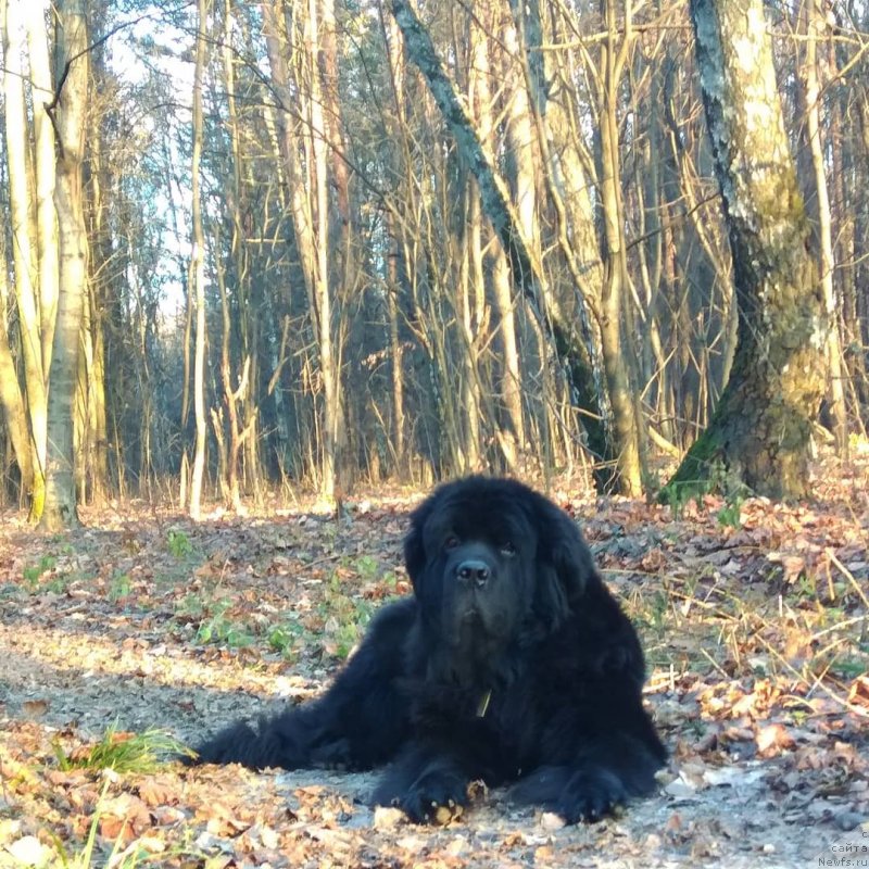 Фотография № 245484