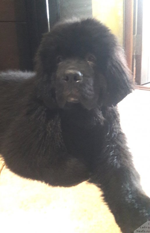 Фото: ньюфаундленд Velyke Malyatko Lyusya Zolota Lapka