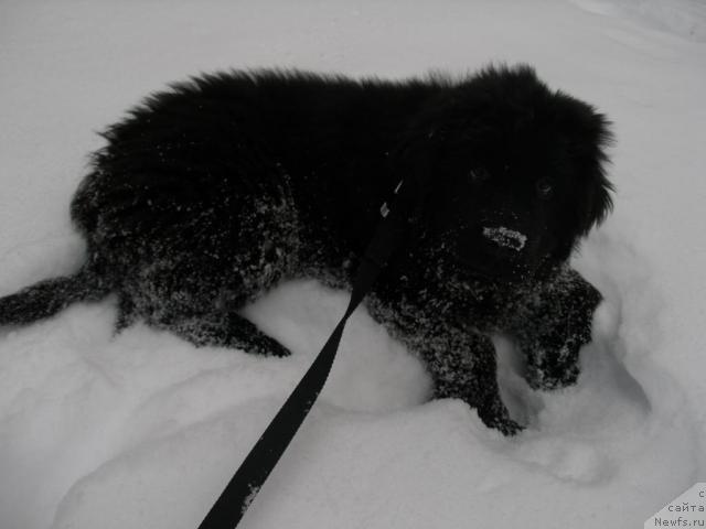 Фото: ньюфаундленд Graf Amur (Граф Амур)