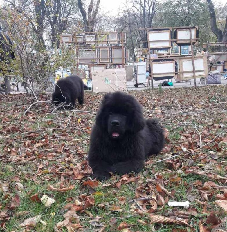 Фото: ньюфаундленд Velyke Malyatko Ljova iz Odesy