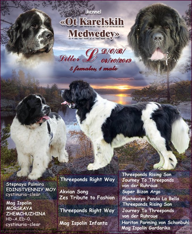 Фото: ньюфаундленд Stepnaya Pal'mira Edinstvennyiy Moy (Степная Пальмира Единственный Мой)