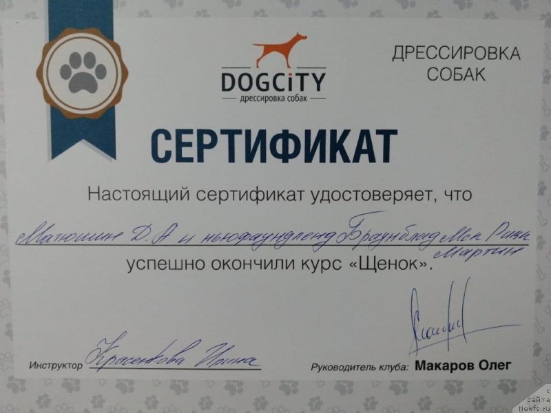 Фото: ньюфаундленд Braunblad MSK Riki Martin (Браунблад МСК Рики Мартин)