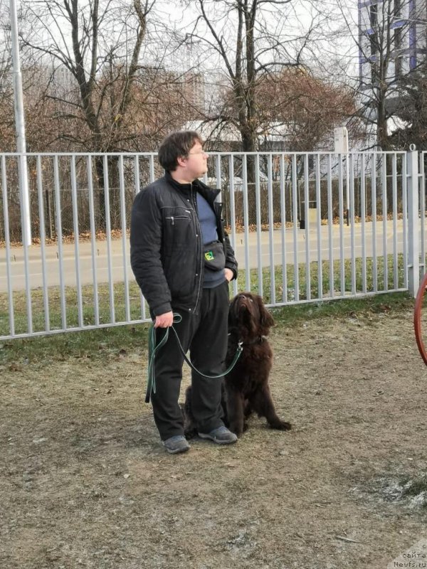 Фото: ньюфаундленд Braunblad MSK Riki Martin (Браунблад МСК Рики Мартин)