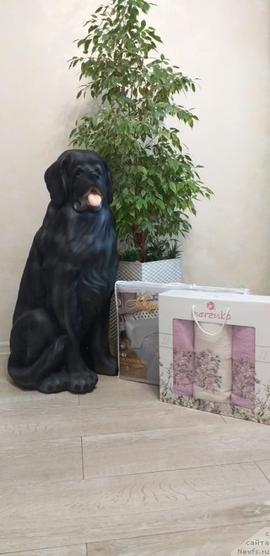 Фотография № 245506