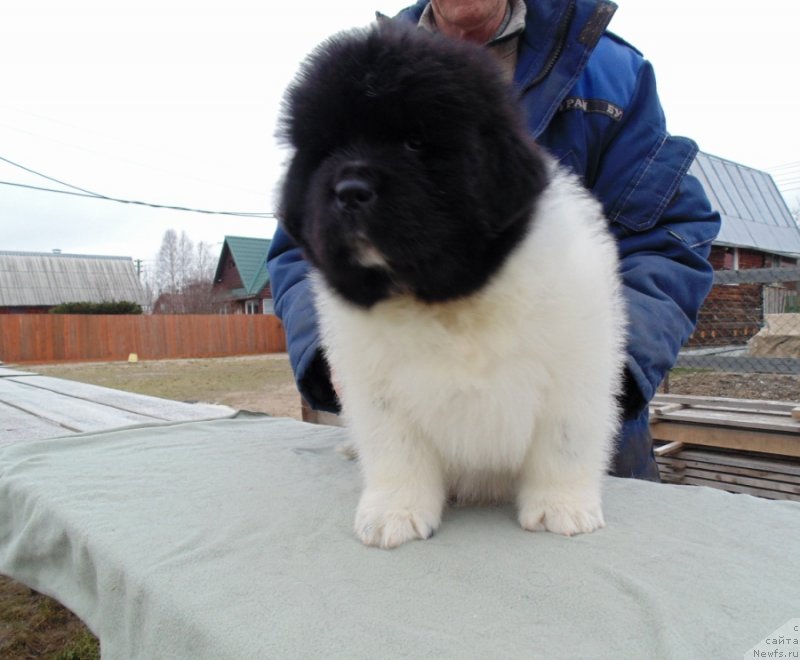 Фото: ньюфаундленд Karkhu ot  karelskikh Medvedey (Карху от Карельских Медведей)