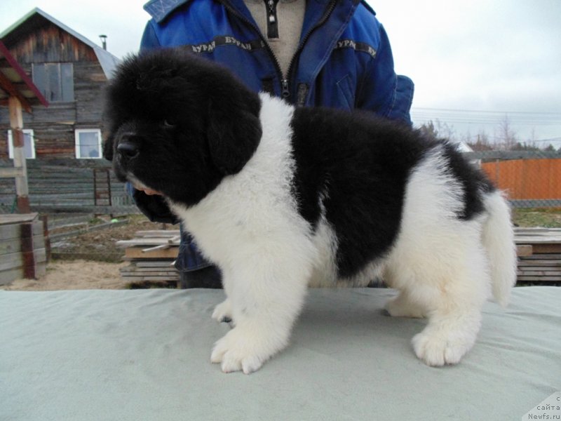 Фото: ньюфаундленд Karkhu ot  karelskikh Medvedey (Карху от Карельских Медведей)