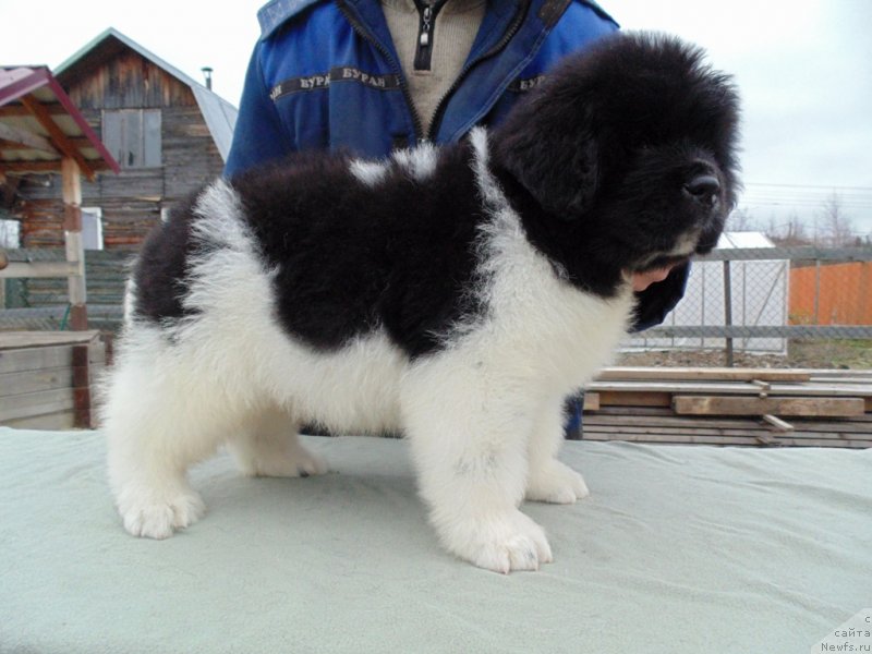 Фото: ньюфаундленд Karkhu ot  karelskikh Medvedey (Карху от Карельских Медведей)
