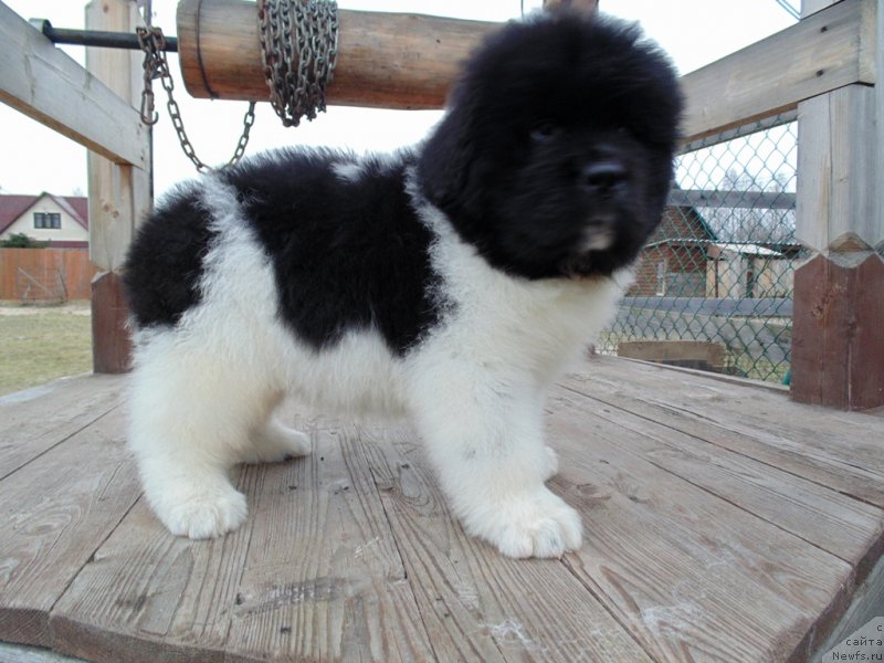 Фото: ньюфаундленд Karkhu ot  karelskikh Medvedey (Карху от Карельских Медведей)