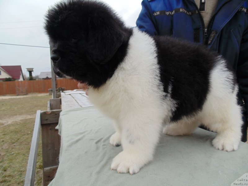 Фото: ньюфаундленд Karkhu ot  karelskikh Medvedey (Карху от Карельских Медведей)