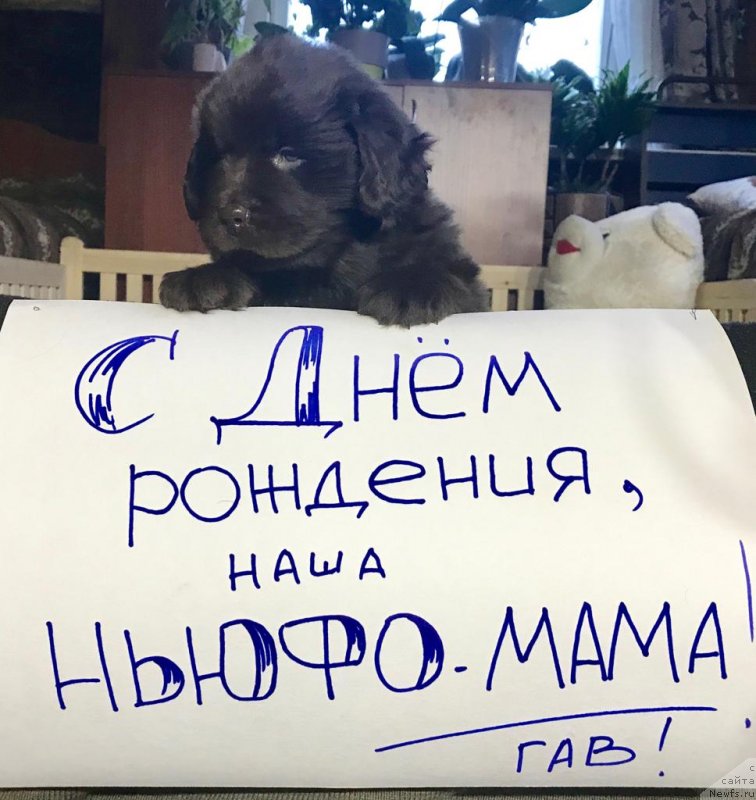 Фотография № 245523