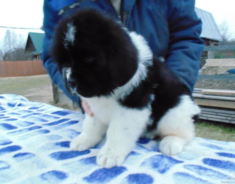 Фото: ньюфаундленд Kujenga ot Karel'skih Medvedey (Куженга от Карельских Медведей)