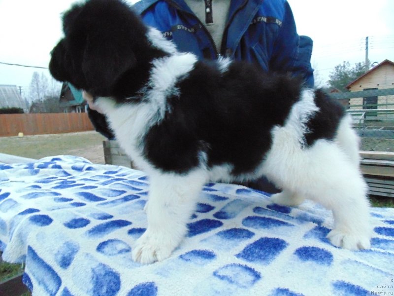 Фото: ньюфаундленд Kujenga ot Karel'skih Medvedey (Куженга от Карельских Медведей)