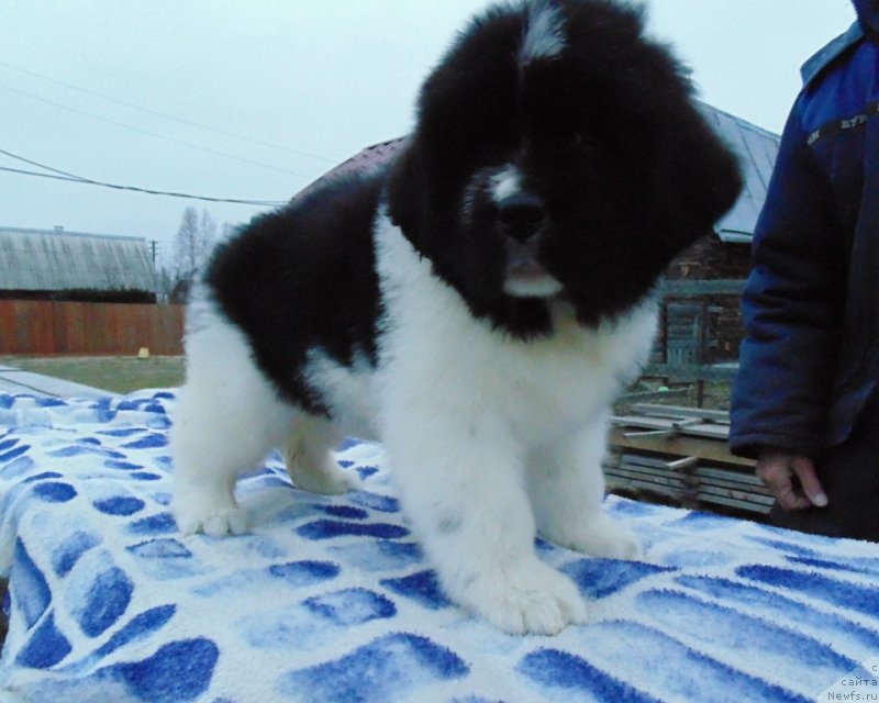 Фото: ньюфаундленд Kujenga ot Karel'skih Medvedey (Куженга от Карельских Медведей)