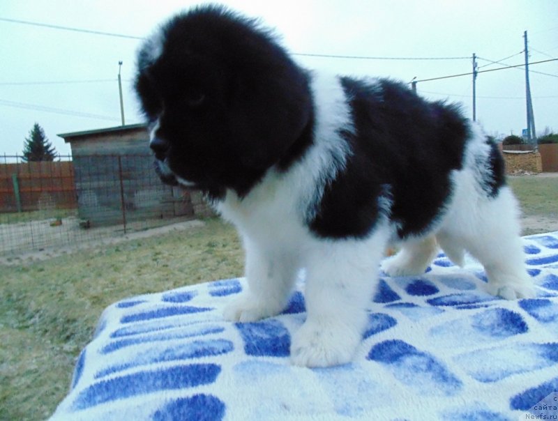 Фото: ньюфаундленд Kujenga ot Karel'skih Medvedey (Куженга от Карельских Медведей)