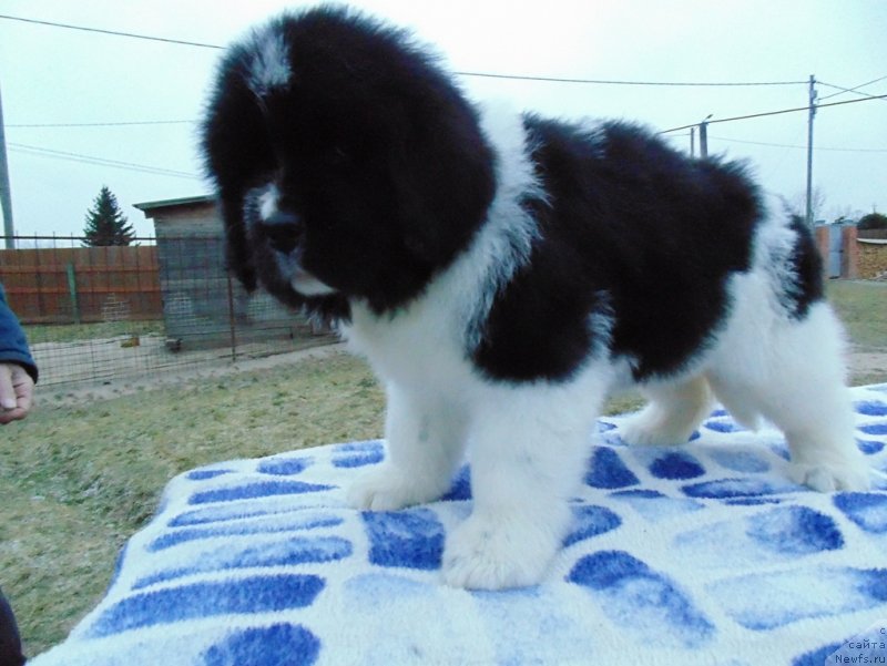 Фото: ньюфаундленд Kujenga ot Karel'skih Medvedey (Куженга от Карельских Медведей)