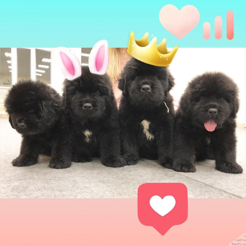 Фото: ньюфаундленд Akvatoriya Kelvin Oridjinal YEdishen (Акватория Келвин Ориджинал Эдишен), ньюфаундленд Disoranto Dark Temptation