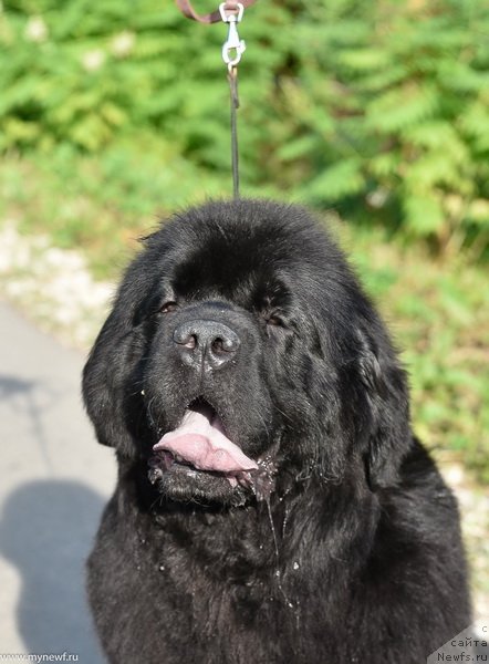 Фото: ньюфаундленд Sent Djons Made in Russia (Сент Джонс Мейд ин Руссия)